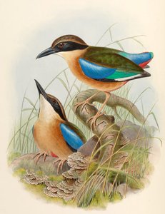 Mangrove Pitta (Blauwgevleugelde Pitta) Pitta megarhyncha Schlegel door John Gould