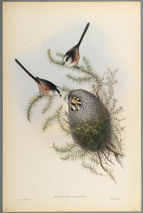 Mecistura Caudata - Staartmees door John Gould