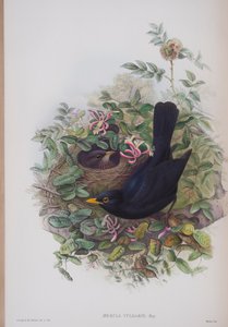 Merula Vulgaris, plaat uit The Birds of Great Britain door John Gould, uitgegeven 1862-73 door John Gould