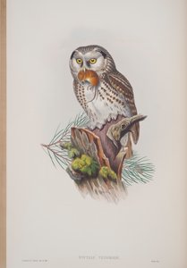 Nyctale Tengmalmi, plaat uit The Birds of Great Britain door John Gould, uitgegeven 1862-73 door John Gould