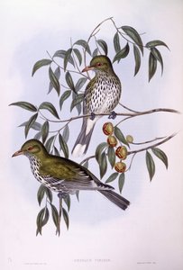 Olijfrugoriool (Oriolus sagittatus), gravure door John Gould
