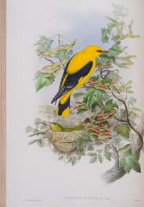 Oriolus Galbula, plaat uit The Birds of Great Britain door John Gould, uitgegeven 1862-73 door John Gould