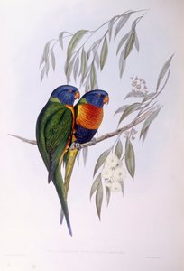 Sierlijke lori (Trichoglossus ornatus), gravure door John Gould