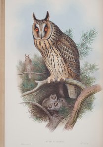 Otus Vulgaris, plaat uit The Birds of Great Britain door John Gould, uitgegeven 1862-73