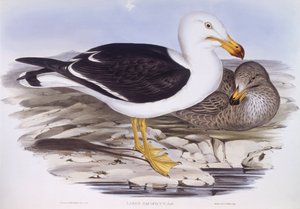 Pacifische meeuw (Larus pacificus), gravure door John Gould