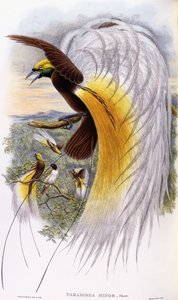 Paradisaea Minor door John Gould