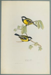 Parus Major: Koolmees door John Gould