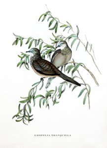 Vredesduif, vogels uit Australië, gravure uit boek van John Gould (1804-1881) "Tropische Vogels" door John Gould