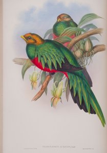 Pharomacrus Auriceps, plaat uit The Birds of Great Britain van John Gould, gepubliceerd 1862-73 door John Gould