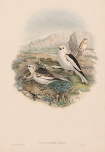 Sneeuwvink door John Gould