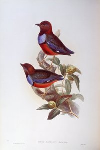 Roodbuikpitta (Pitta erythrogaster), Gravure door John Gould