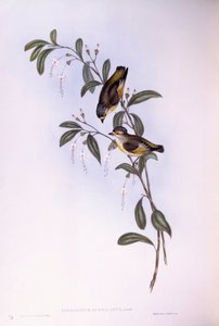 Roodbrauwpardalote (Pardalotus rubricatus), gravure door John Gould