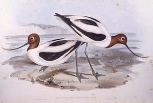 Roodnekkluut (Recurvirostra novaehollandiae), gravure door John Gould