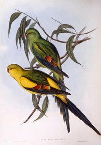 Regentparkiet (Polytelis anthopeplus), gravure door John Gould