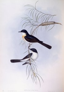 Rusteloze vliegenvanger (Myiagra inquieta), gravure door John Gould
