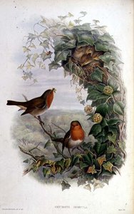 Roodborstje