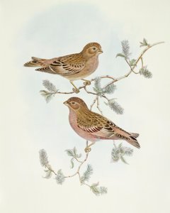 Roze Vink (Erythrospiza incarnata), Gravure door John Gould door John Gould