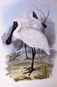 Koningslepelaar (Platalea regia), gravure door John Gould