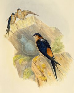 Roodbuikzwaluw (Hirundo daurica), gravure door John Gould (1804-1881), Verenigd Koninkrijk door John Gould