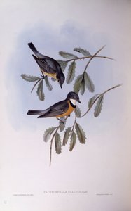 Rosse Fluiter (Pachycephala rufiventris), Gravure door John Gould