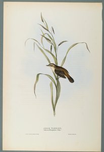 Salicaria Phragmatis: Rietzanger