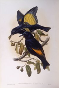 Satijnen prieelvogel (Ptilonorhynchus violaceus), gravure door John Gould door John Gould