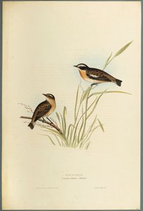 Saxicola Rubetra - Roodborsttapuit door John Gould