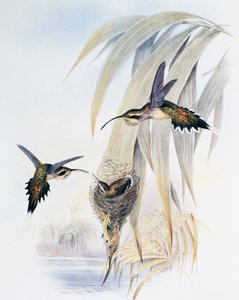 Schubkeelheremiet (Phaethornis eurynome), gravure uit Monograph of Trochilidae or Humming Birds (1849-1861), door John Gould (1804-1881), Verenigd Koninkrijk
