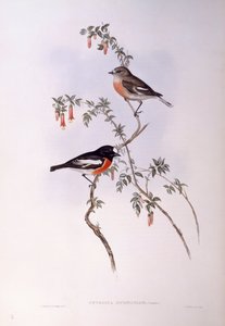 Roodborstje (Petroica multicolour), Gravure door John Gould door John Gould