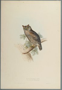 Scops Aldrovandi - Dwergooruil door John Gould