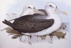 Schuwe albatros (Diomedea of Thalassarche cauta), Gravure door John Gould door John Gould