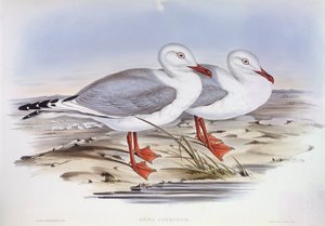 Zilvermeeuw (Larus novaehollandiae), gravure door John Gould