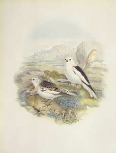 Sneeuwgors (Plectrophenax nivalis), illustratie