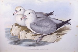 Zuidelijke stormvogel (Fulmarus glacialoides), gravure door John Gould