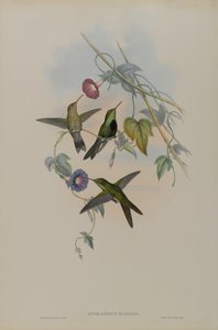 Sporadinus Elegans: St. Domingo Kolibrie door John Gould