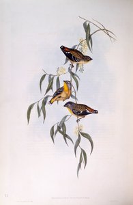 Gevlekte Pardalote (Pardalotus punctatus), Gravure door John Gould door John Gould