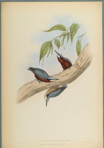 Stila Castaneoventris, Kastanjebuikboomklever door John Gould