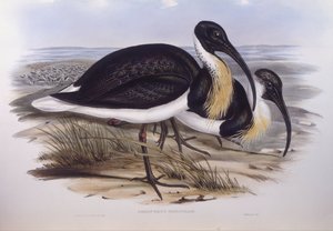 Strohalzige ibis (Threskiornis spinicollis), gravure door John Gould