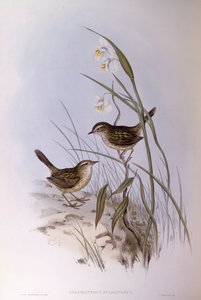 Gestreepte calamanthus (Calamanthus fuliginosus), Gravure door John Gould