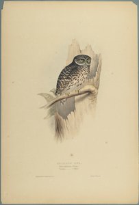 Strix Pafsernia - Bosuil door John Gould
