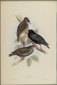 Sturnus Vulgaris - Spreeuw