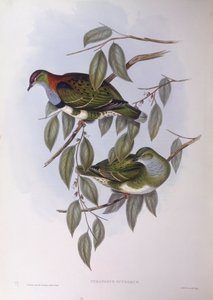 Prachtige vruchtenduif (Ptilinopus superbus), gravure door John Gould
