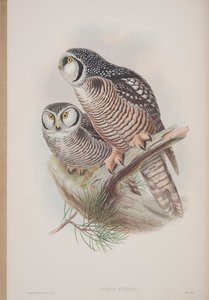 Surnia Funerea, plaat uit The Birds of Great Britain door John Gould, uitgegeven 1862-73 door John Gould