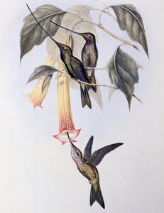 Zwaardbek Kolibrie (Docimastes ensiferus) door John Gould