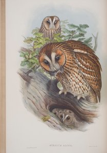 Syrnium Aluco, plaat uit The Birds of Great Britain door John Gould, 1862-73 door John Gould