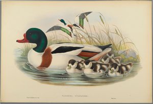 Tadorna Vulpanser: Bergeend door John Gould