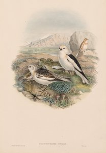De Vogels van Groot-Brittannië: Plestrophanes nivalis door John Gould