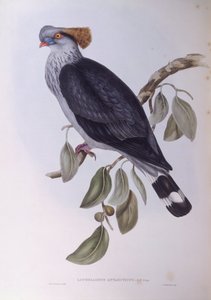 Kuifduif (Lopholaimus antarcticus), gravure door John Gould door John Gould