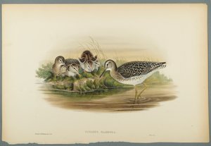 Totanus Glareola - Bosruiter door John Gould