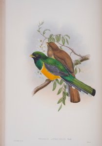 Trogon Atricollis, plaat uit The Birds of Great Britain van John Gould, gepubliceerd 1862-73